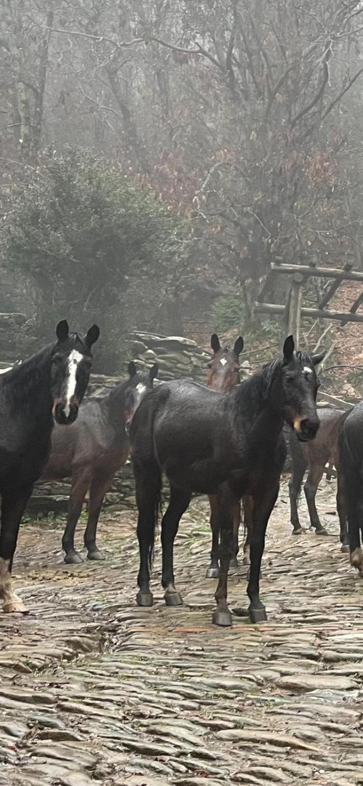 Maison d'hôtes Centro Trekking A Cavallo Monte Brugiana à Massa  Extérieur photo