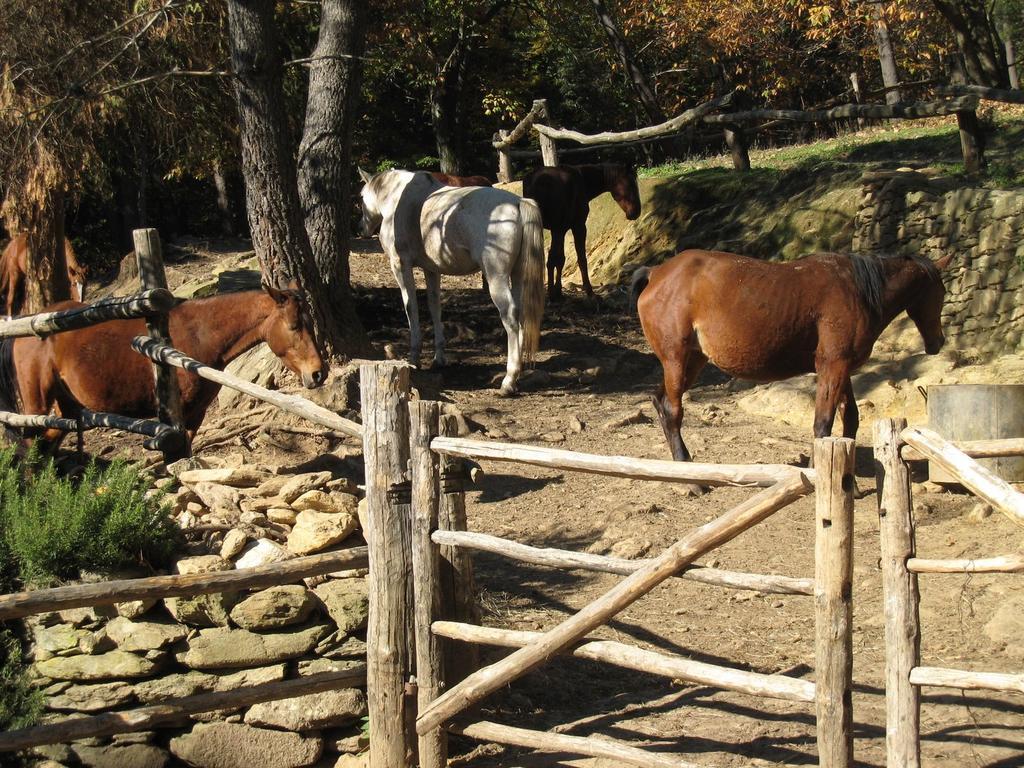 Maison d'hôtes Centro Trekking A Cavallo Monte Brugiana à Massa  Extérieur photo